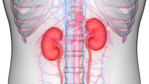 मिर्गौलामा सङ्क्रमण भएको कसरी थाहा पाउने ?