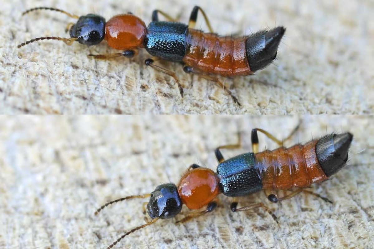 नेपालमा पनि भेटिए नैरोबी फ्लाईको संक्रमणसँग मिल्दो लक्षण भएका बिरामी