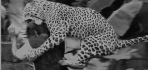 चन्द्रागिरि नजिकै मध्यरातमा चितुवाको आक्रमण, पाँच जना घाइते