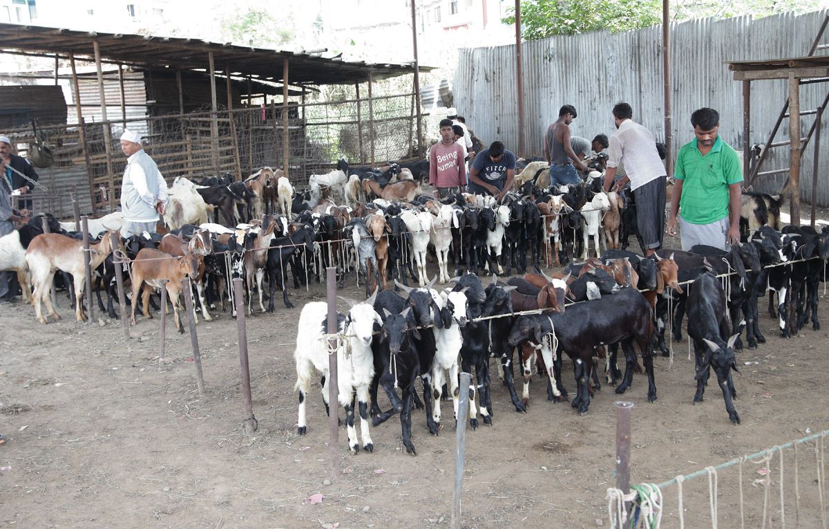 दशैंलाई ३ हजार खसी-च्याँग्रा