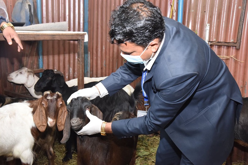 चन्द्रागिरिलगायत उपत्यकाका विभिन्न स्थानमा आजदेखि खसीबोकाको स्वास्थ्य परीक्षण हुने