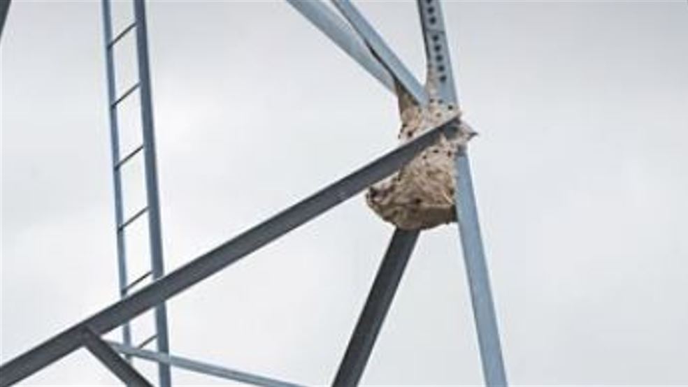 मातातीर्थमा विद्युतकाे टावरमा अरिंगालकाे गाेलाे, अंरिगाल पाेल्ने मान्छे नभेट्दा समस्या