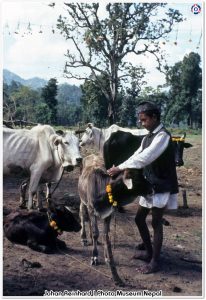 आज गाई पूजा, गाईको पूजाआजा गरी मनाइँदै