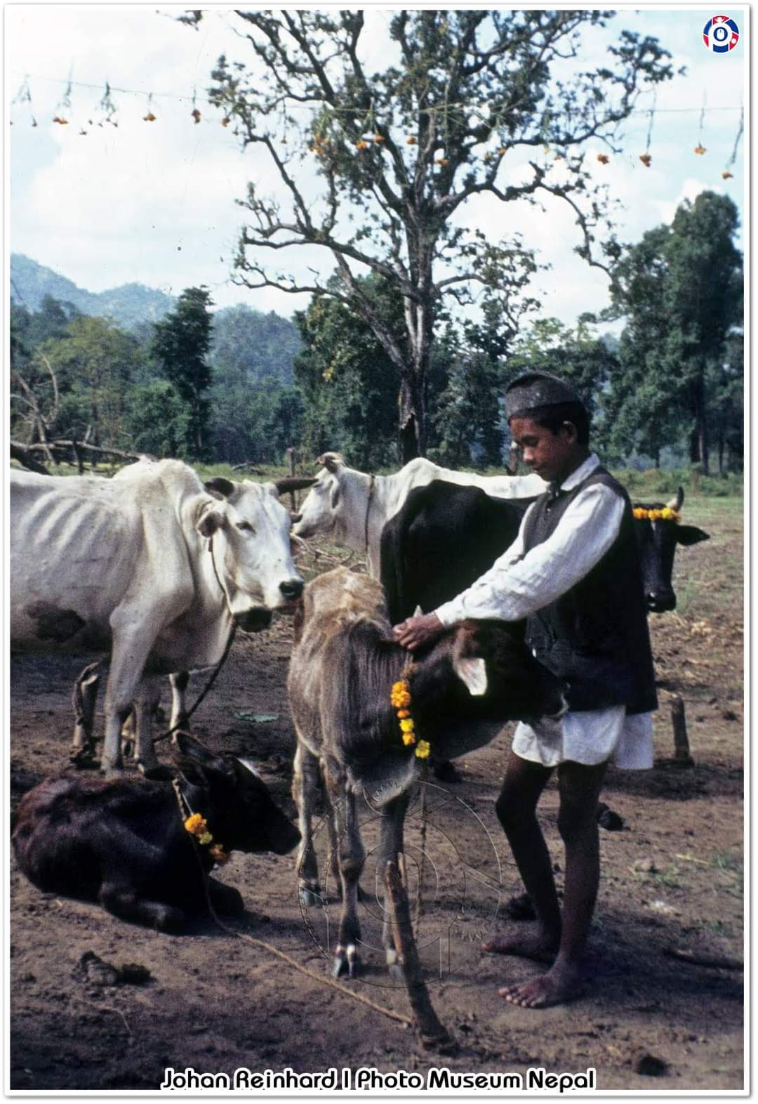 आज गाई पूजा, गाईको पूजाआजा गरी मनाइँदै