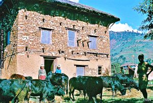 यमपञ्चकको चाैथो दिन आज गोरू तथा हली तिहार (गोरू तिहारको दुर्लभ भिडियो)