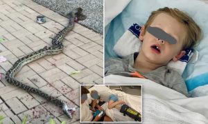 ५ वर्षीय बालकलाई अजिंगरको मुखबाट हजुरबुवाले बचाए