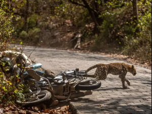 कीर्तिपुरमा चितुवासँग मोटरसाइकल ठोक्कियो, मोटरसाइकल चालक घाइते