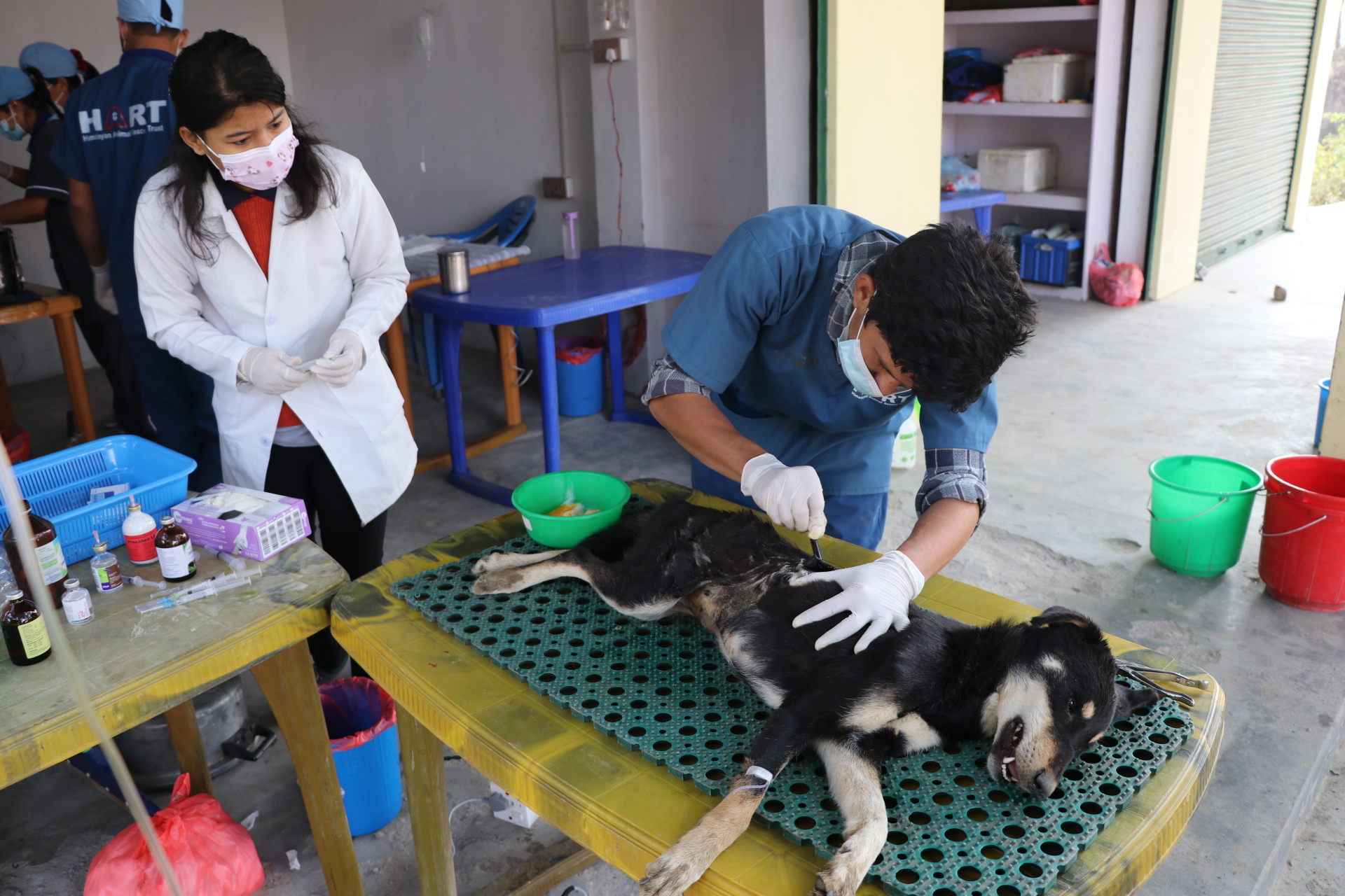 चन्द्रागिरिमा आजदेखि कुकुरहरूको निःशुल्क बन्ध्याकरण तथा रेबिजविरुद्ध खोप कार्यक्रम सुरु हुँदै