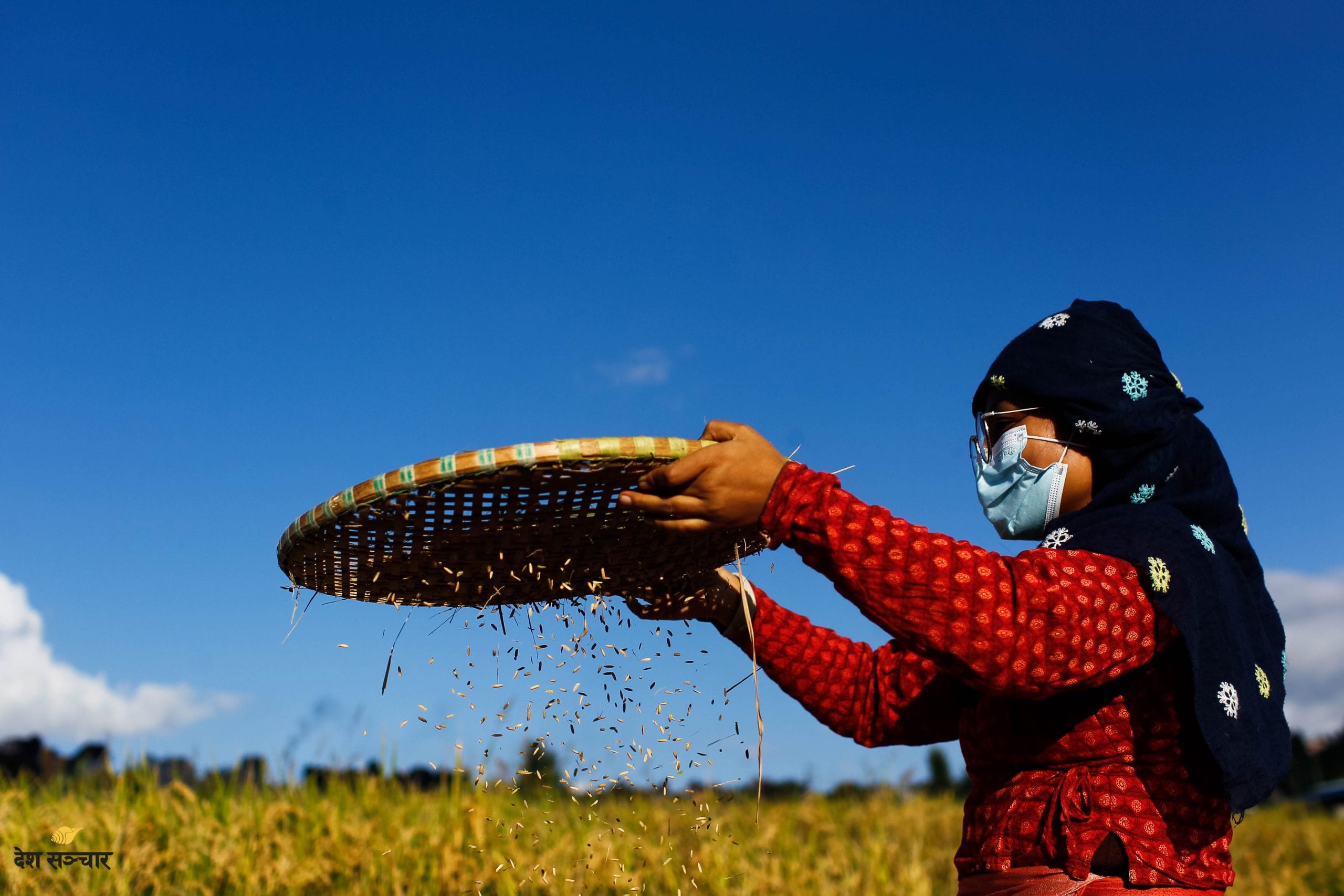 धानको पूजा गरी धान्यपूर्णिमा मनाइँदै