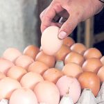 अण्डाको भाउ घट्यो