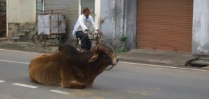 छाडा पशु छोड्नेलाई कारबाही गर्ने नगरपालिकाको चेतावनी