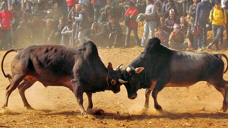 धादिङको धुवाँकोटमा गोरु जुधाई प्रतियोगिता हुने