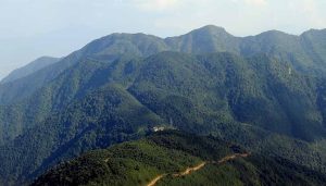 चन्द्रागिरि लगायत देशका कतिपय डाँडामा रोपिएका सल्लाले जङ्गल, जनावर र मानवबीच द्वन्द्व बढाउँदै