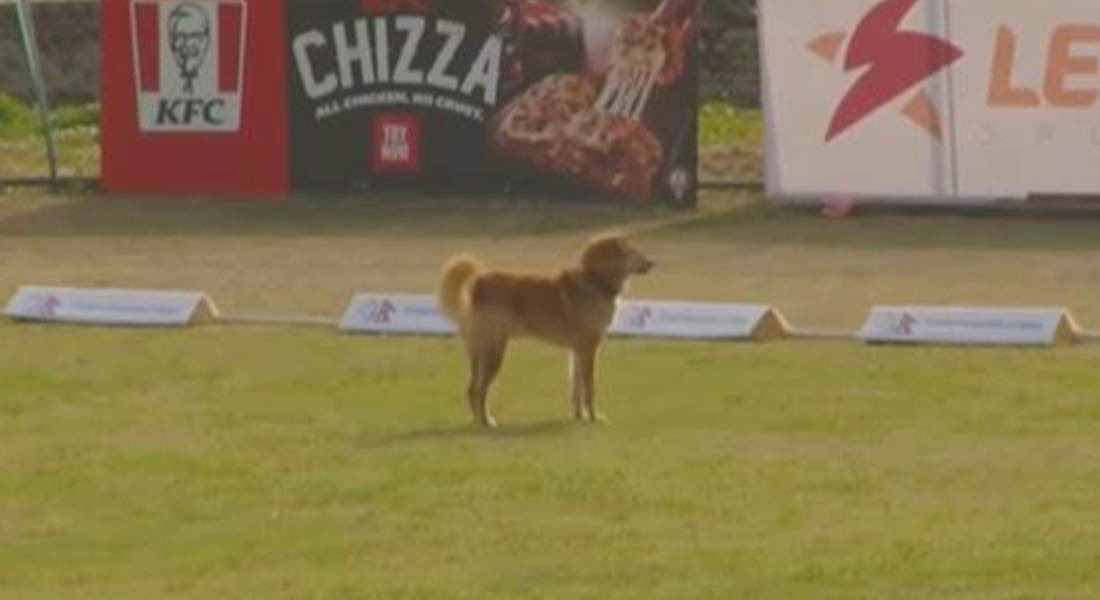 क्रिकेट खेल चलिरहँदा कीर्तिपुर मैदानमा ‘जोजो’ छिरेपछि आईसीसीले श्यर गर्यो भिडियो