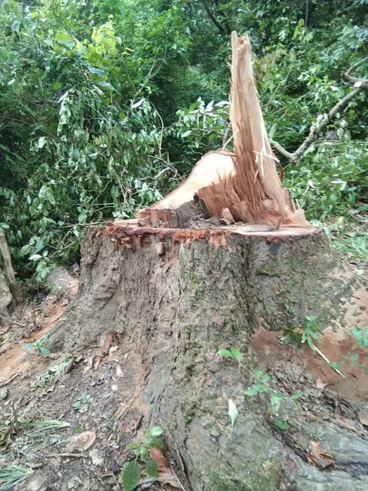 शिवरात्रीको नाममा जथाभावी रूख नकाट्न जनप्रतिनिधिको अनुरोध