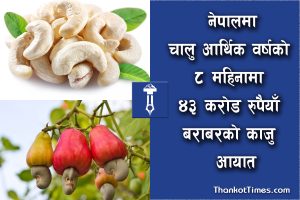 कहाँ फल्छ काजु र कसरी गरिन्छ यसको खेती ?