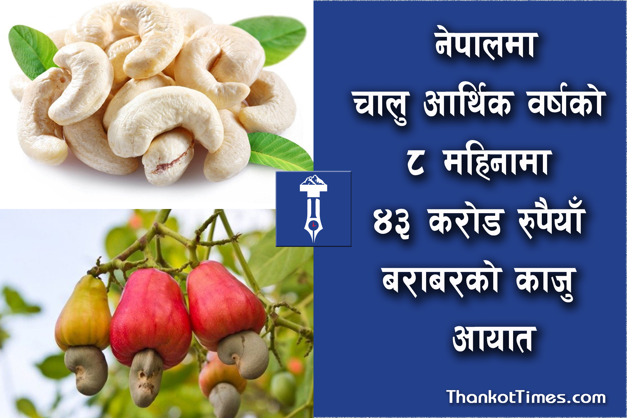 कहाँ फल्छ काजु र कसरी गरिन्छ यसको खेती ?