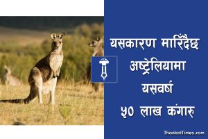 यसकारण मारिँदैछन् अष्ट्रेलियामा यस वर्ष ५० लाख कङ्गारु