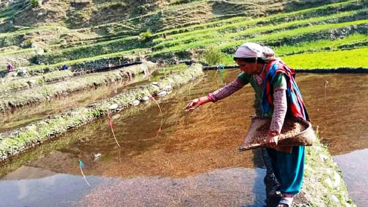 मार्सी धानको बीउ राख्न सार्वजनिक बिदा