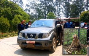 कीर्तिपुरमा फलामको खोरमा परेको चितुवा वन कार्यालयको जिम्मा लगाइयो