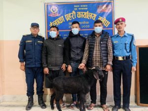 राती राती खसी बोका चोरी दिउँसो बिक्री, किन्ने र बेच्ने सबैजना प्रहरीको फन्दामा