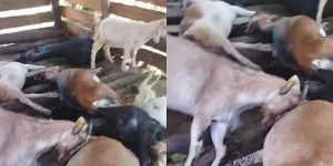 पानी पिउने बित्तिकै धादिङमा मरे १७ वटा बाख्रा
