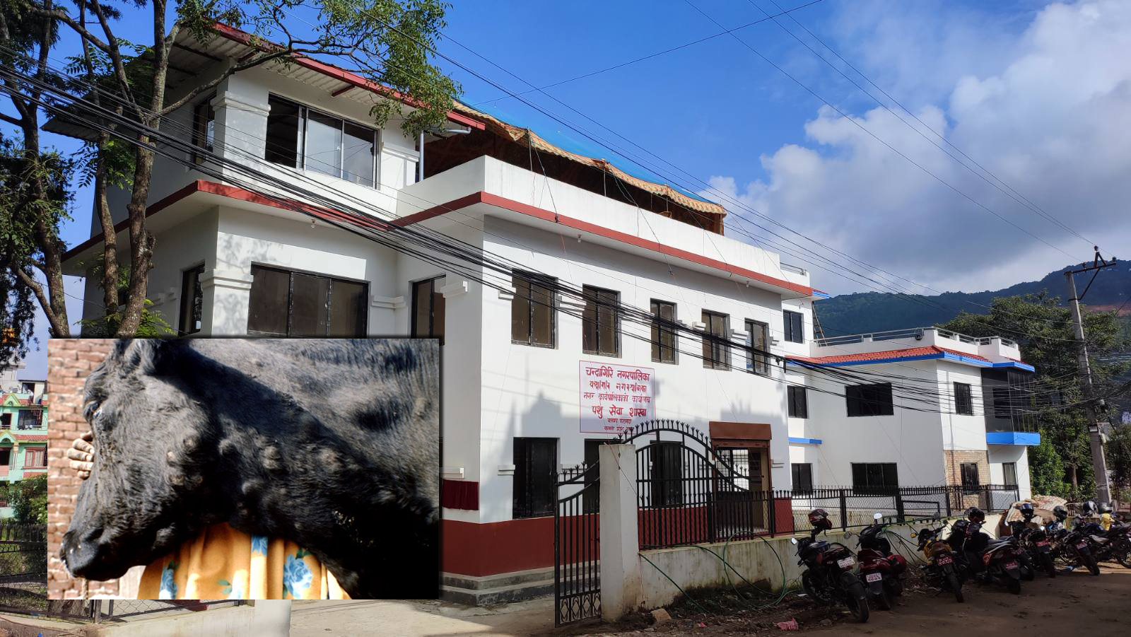 चन्द्रागिरिमा ‘लम्पी स्किन’ रोगबाट ११ वटा चाैपाया मरे, रोग नियन्त्रणको प्रयास जारी