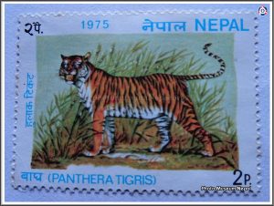 आज विश्व बाघ दिवस : बाघको सङ्ख्या बढेर तेब्बर, व्यवस्थापनमा चुनौती