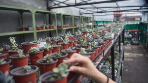 मच्छेगाउँमा दर्शन बायो टेक नर्सरी सञ्चालनमा