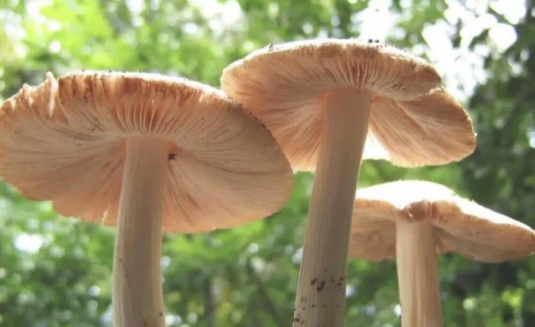 पुस १५ मा राष्ट्रिय च्याउ दिवस मनाइँदै