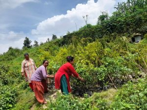 लप्सी उत्पादनका लागि पकेट क्षेत्र बन्दै चन्द्रागिरि नगर