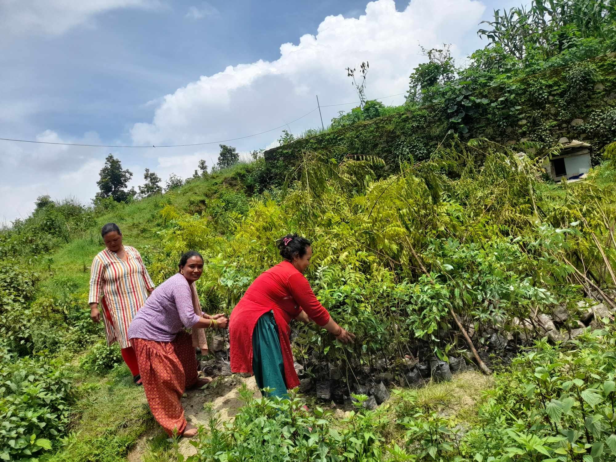 लप्सी उत्पादनका लागि पकेट क्षेत्र बन्दै चन्द्रागिरि नगर