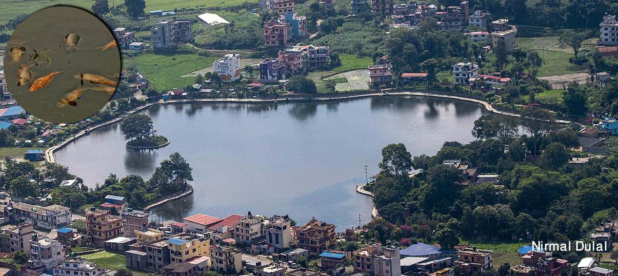 यसकारण भटाभट मर्दैछन् टाैदहमा सलबलाइरहेका माछा