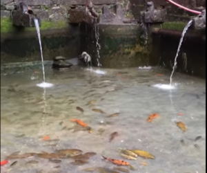 पोखरी सफा गरिएसँगै मत्स्यनारायण कुण्डमा सलबलाउन थाले माछा