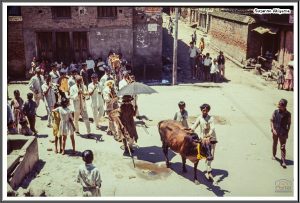 गाईजात्रा पर्व मनाइँदै