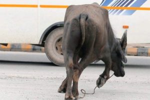 काठमाडाैंमा फेरी भैंसी आतंक, २ वटा स्कुटरमा क्षति, भैंसी पोखरीमा पसेपछि उद्दारमा कठिनाइ