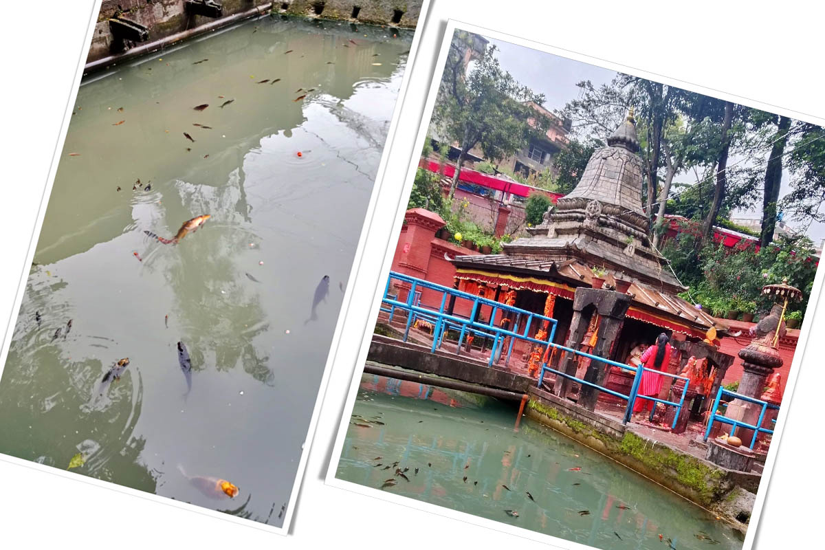 मत्स्यनारायण पोखरीमा भटाभट माछा मर्न थालेपछि….