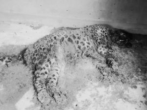 कीर्तिपुर र मच्छेगाउँको सीमा क्षेत्रमा आतंक मच्चाउने चितुवा मृत भेटियो