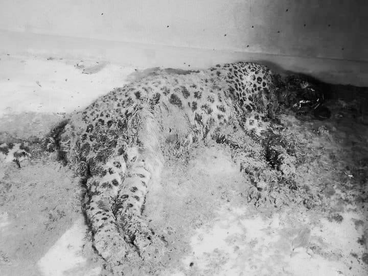 कीर्तिपुर र मच्छेगाउँको सीमा क्षेत्रमा आतंक मच्चाउने चितुवा मृत भेटियो