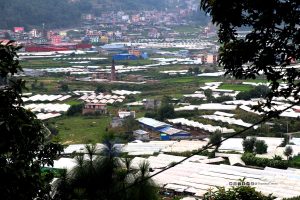 चन्द्रागिरि नगरपालिकाले कृषि प्रयोजनका लागि लिएको ऋणको ब्याज तिरिदिने !