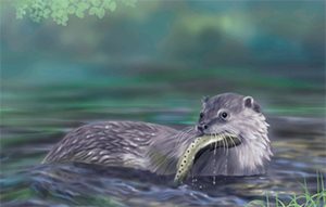 थानकोटमा भेटियो दुर्लभ युरेसियन अटर