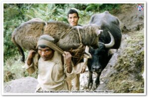 आज विश्व पशु दिवस, विभिन्न कार्यक्रमका साथ मनाइँदै