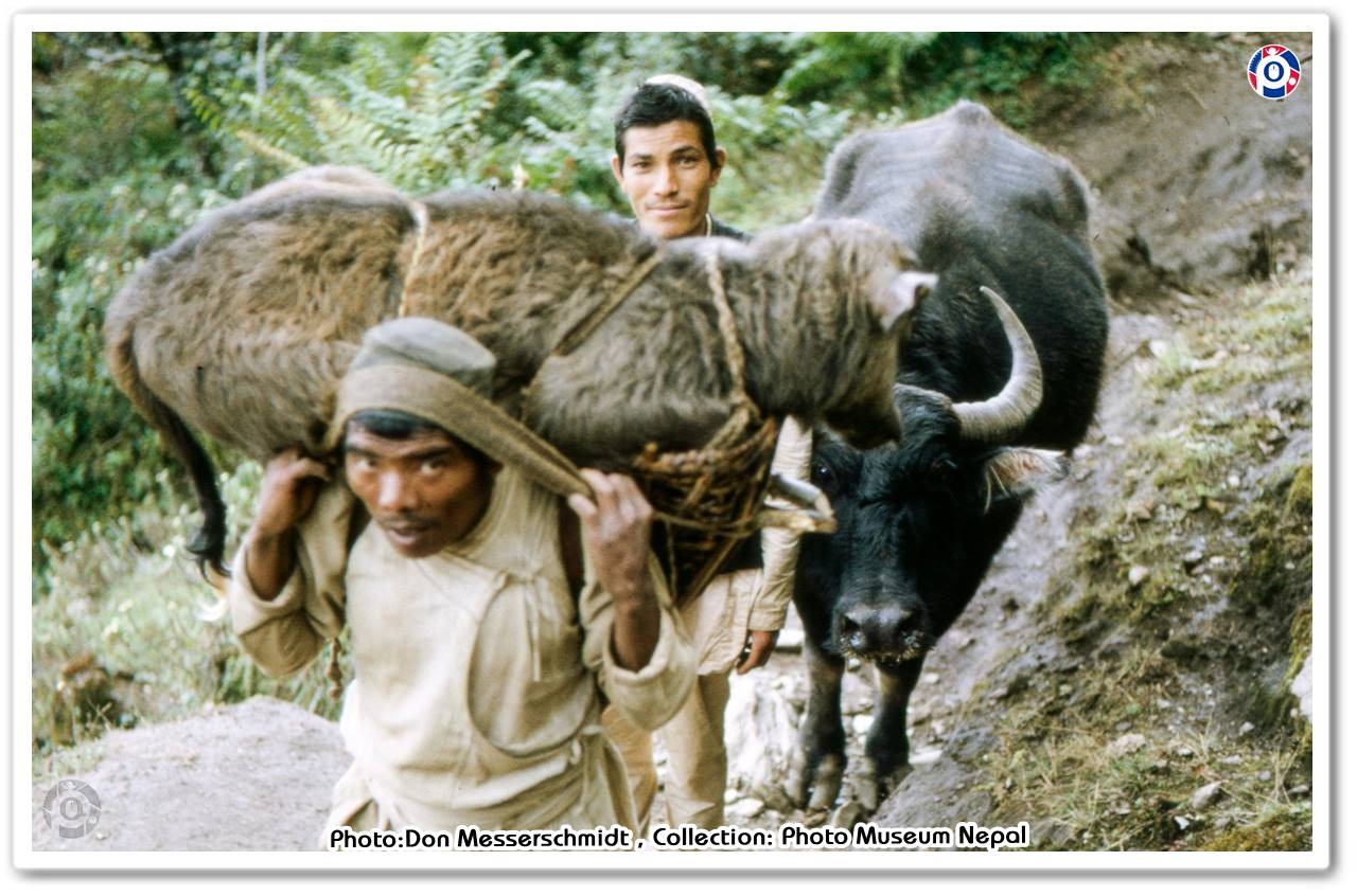 आज विश्व पशु दिवस, विभिन्न कार्यक्रमका साथ मनाइँदै