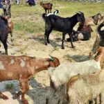 दशैंका लागि मासुः चन्द्रागिरिसहित काठमाडाैं उपत्यकामा यी १० ठाउँमा पशुको स्वास्थ्य परीक्षण गरिँदै