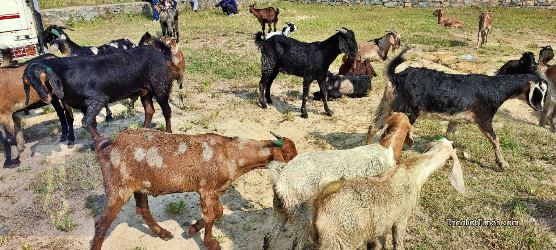 आजदेखि अनलाइनबाटै खसीबोका बुकिङ गर्न सकिने