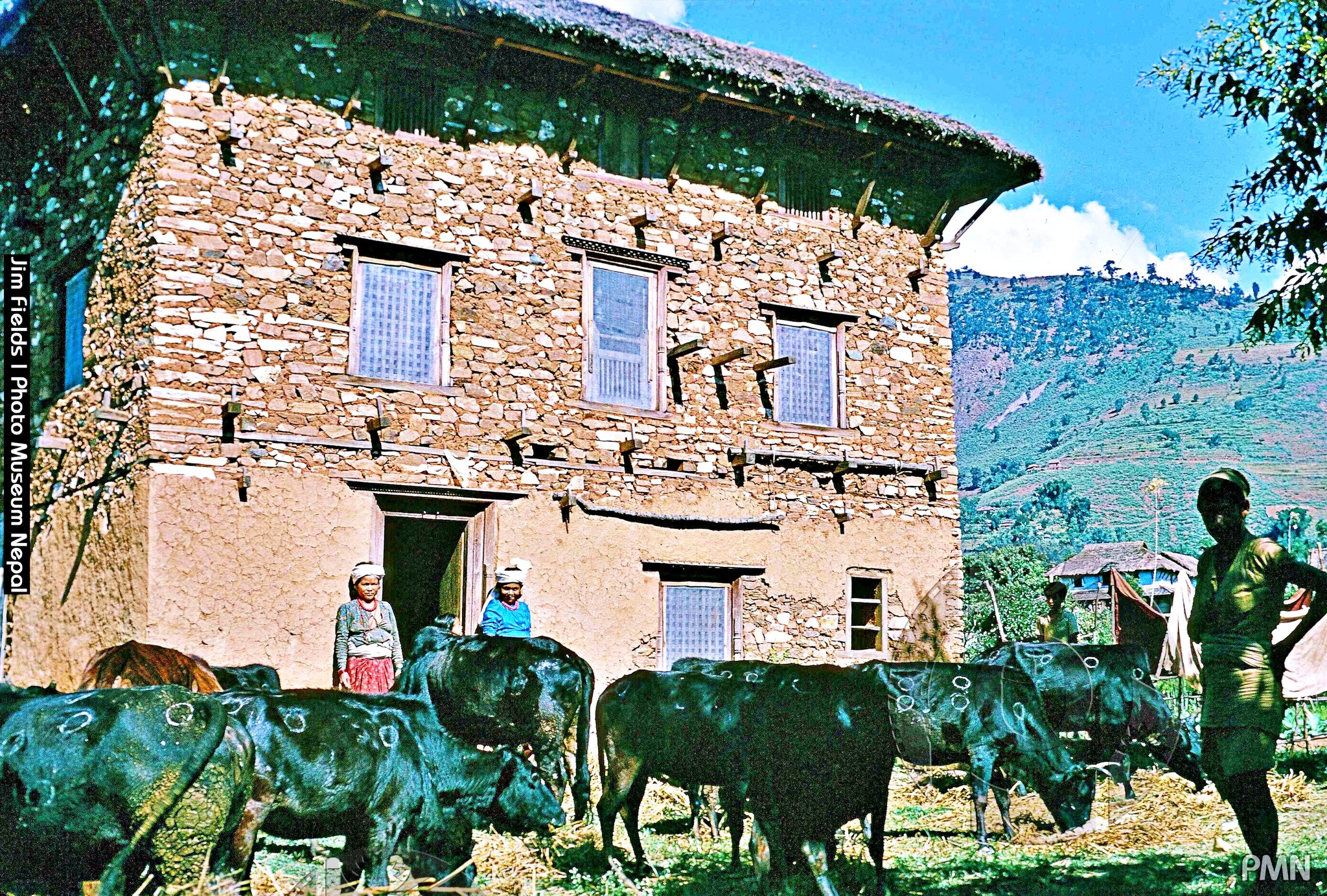 यमपञ्चकको चाैथो दिन आज गोवर्द्धन पूजा, बली पूजा, गोरु र हलि तिहार