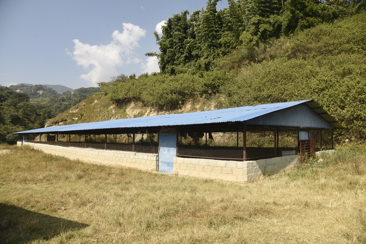 काठमाडौं महानगरका छाडा चाैपाया दक्षिणकालीमा व्यवस्थापन हुने, चन्द्रागिरिका कहाँ ?