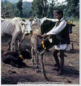 यमपञ्चकअन्तर्गत आज गाई, गोरु र गोबर्द्धन पूजा गरिँदै