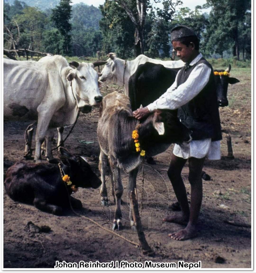 यमपञ्चकअन्तर्गत आज गाई, गोरु र गोबर्द्धन पूजा गरिँदै