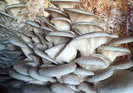 बृहत च्याउ मेला तथा परिकार महोत्सव आज